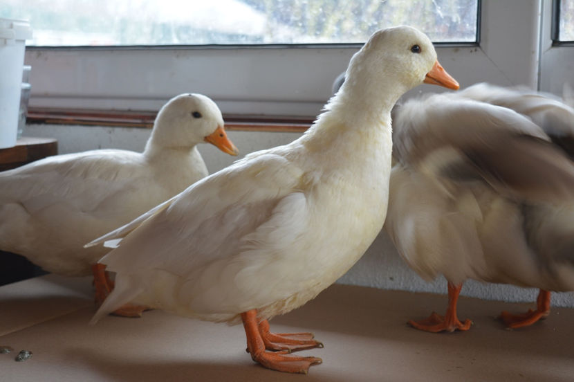 ... - C3 - Rate pitice - Call duck - Zwergenten