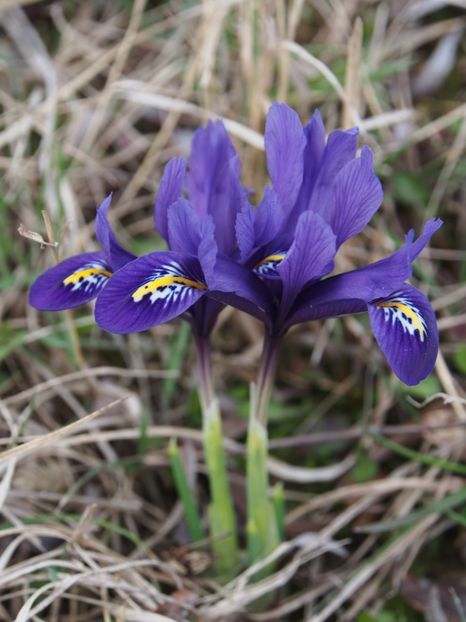 Irisi pitici - martie 2017 - 1 Gradina mea