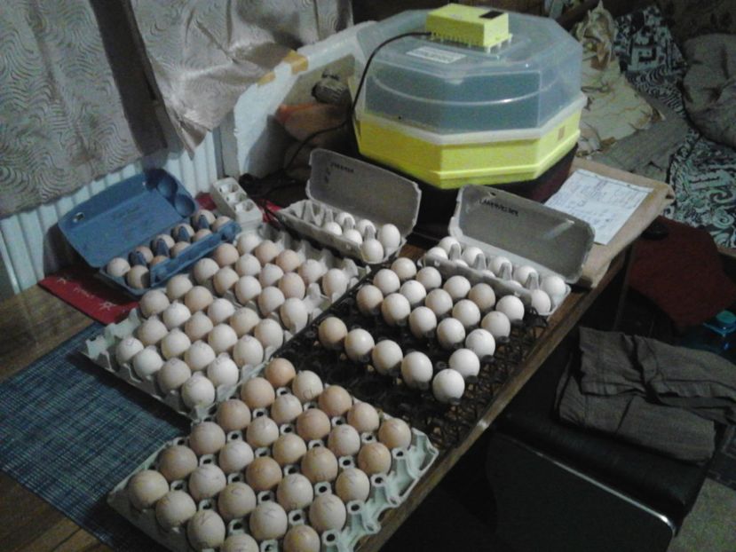 OUA RASA SECRET - INCEPUT INCUBATIA