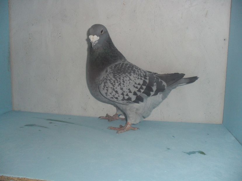  - porumbei standard