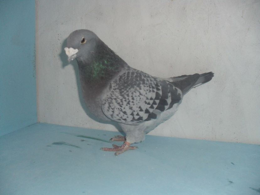  - porumbei standard
