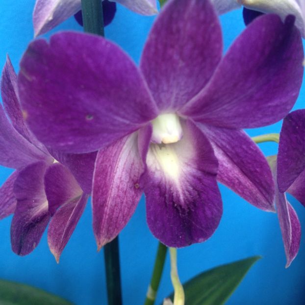 image - dendrobium