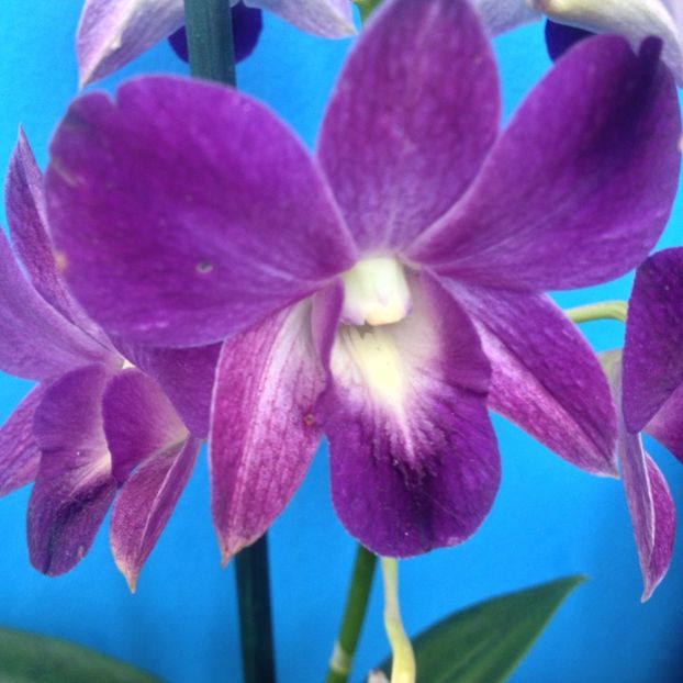 Dendrobium Phal. Blue Happines - dendrobium