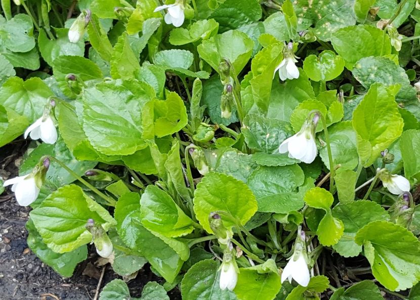  - x Alte plante cu flori