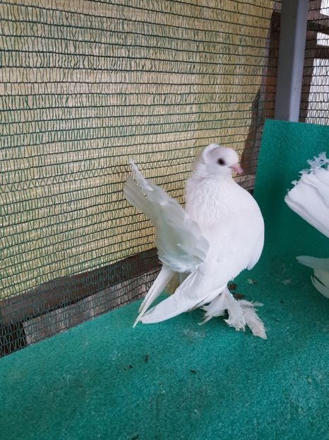 F 7462 - Pentru clienti