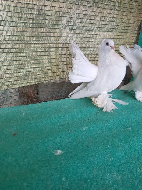 F 5301 - au fost VANDUTI