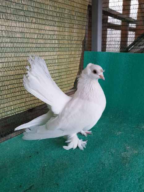 M 7483 - au fost VANDUTI