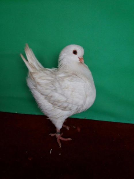 0-1-coc mic - Pui king 2016