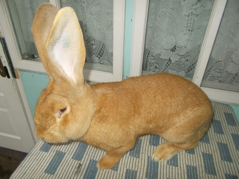 1 an si 2 luni - MASCUL NR 1