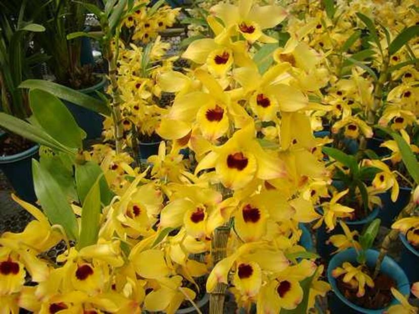 6169070429_686aeb4341-1 - Dorinte