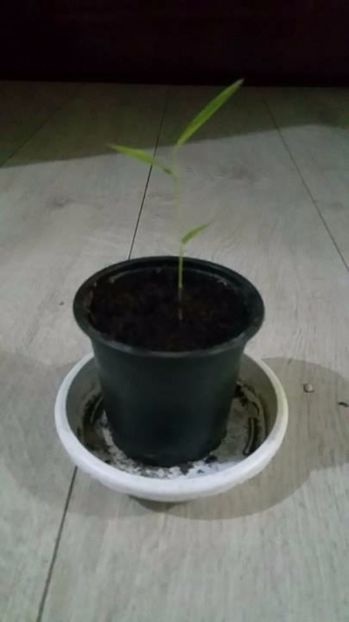 Moso Bamboo rasad din seminte - Moso Bamboo-Phyllostachys pubescens