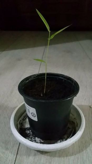 Moso Bamboo rasad din seminte germinate direct in pamint - Moso Bamboo-Phyllostachys pubescens