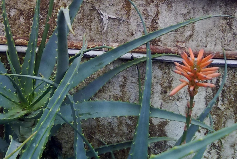 Floare de Aloe - flori de camera