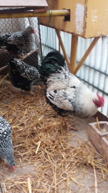  - Wyandotte argintiu matca 2017