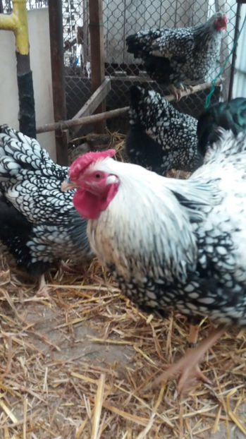  - Wyandotte argintiu matca 2017