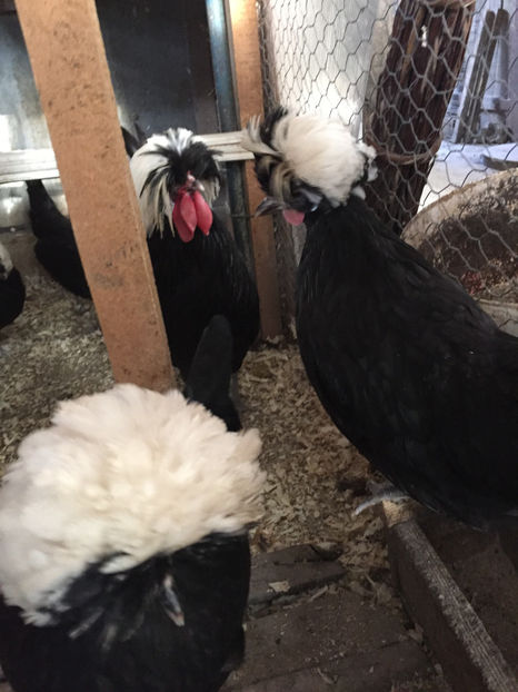  - Motata olandeza neagra cu mot alb matca pentru 2017