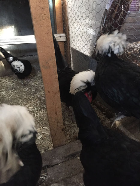  - Motata olandeza neagra cu mot alb matca pentru 2017