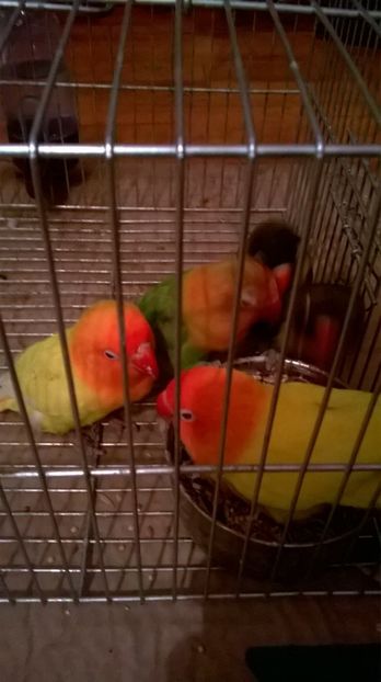  - papagali agaporis achiziti ungaria 2017