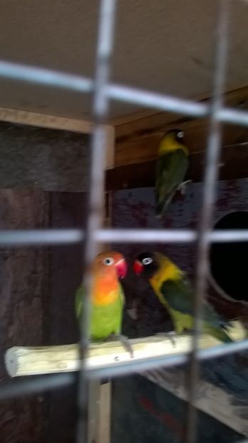  - papagali agaporis achiziti ungaria 2017