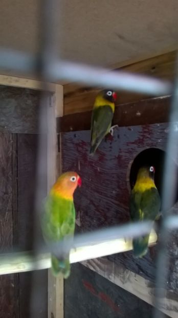  - papagali agaporis achiziti ungaria 2017