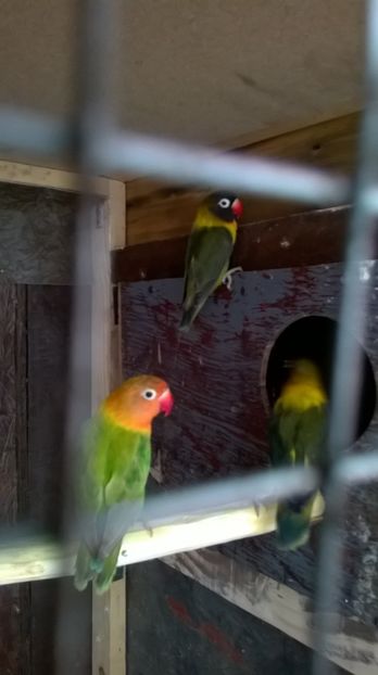  - papagali agaporis achiziti ungaria 2017