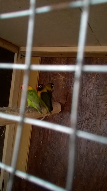  - papagali agaporis achiziti ungaria 2017