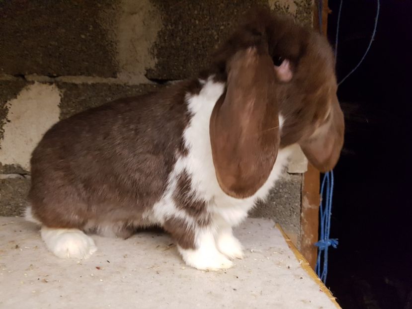  - Fem 5 bg havana mantulata