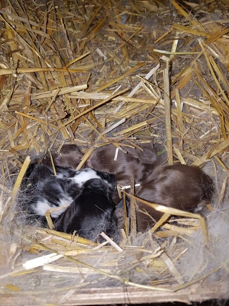  - Cuib din 14 03 2017