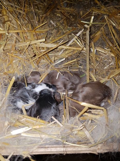  - Cuib din 14 03 2017