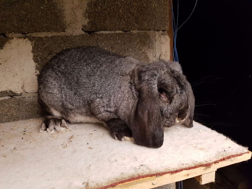  - Fem 3 bg chinchila fier