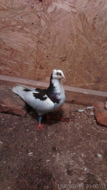 17358732_1250737291629363_6602475275986182084_o - Arhiva poze cu porumbei