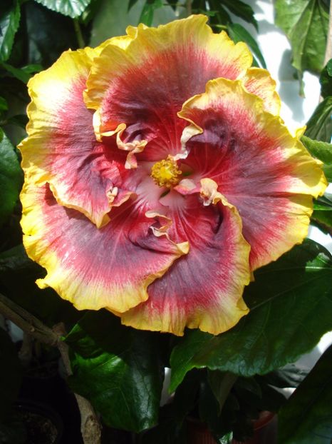  - Hibiscus Night Runner