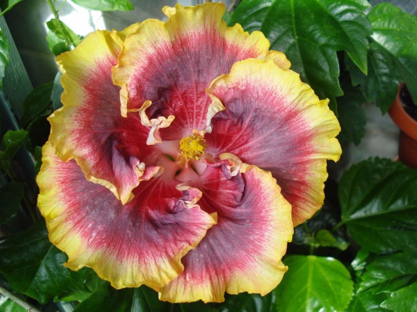  - Hibiscus Night Runner