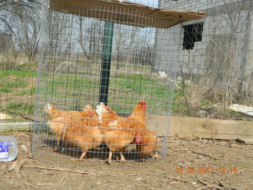  - Rase_hibrizi de ouatoare