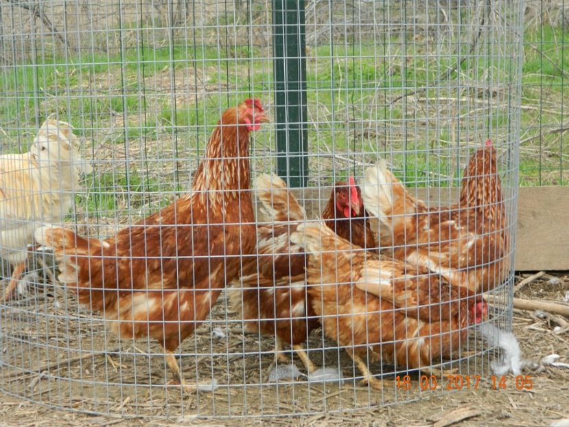  - Rase_hibrizi de ouatoare