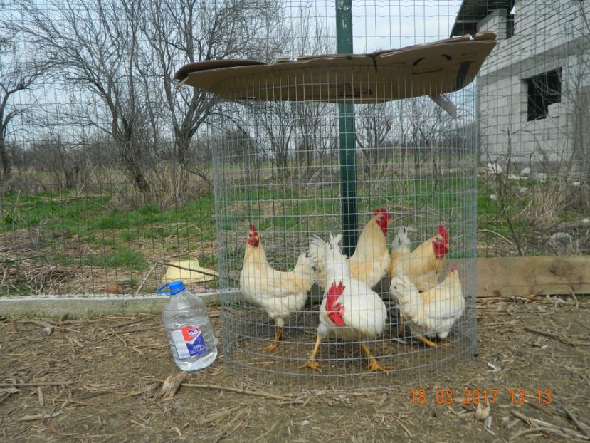  - Rase_hibrizi de ouatoare