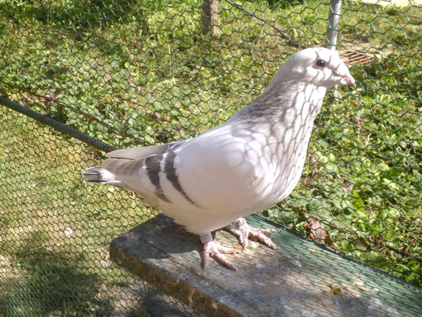 Ro 632_2014 - Perechi 2017