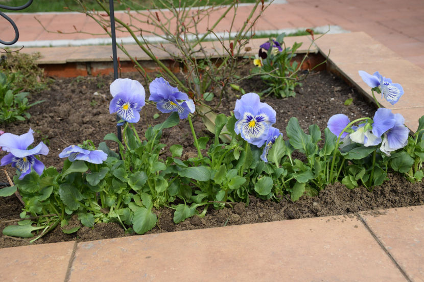 Le-am gasit ! In sfarsit ! - 2017_Martie_Gradina Rozelor