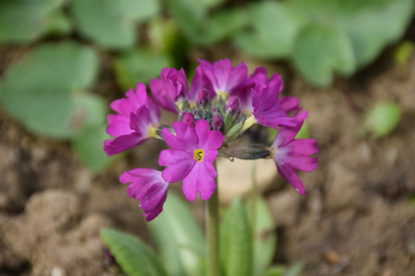 Primula denticulata - 2017_Martie_Gradina Rozelor