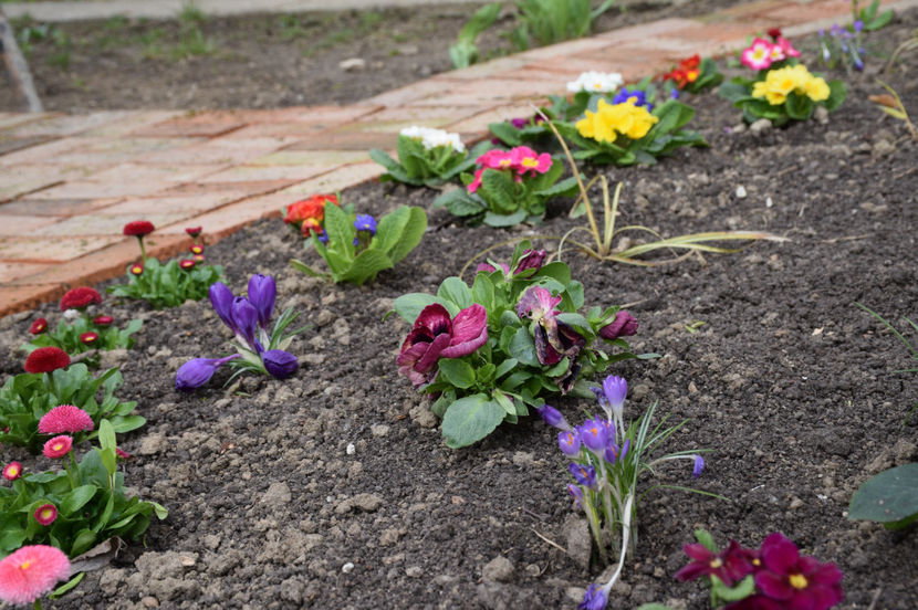 Primule - 2017_Martie_Gradina Rozelor