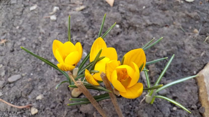 Crocus Fuscotinctus 2017-03-08 (5) - Bulboase de primavara