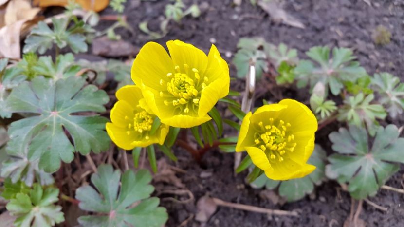 Eranthis 2017-03-08 - Bulboase de primavara