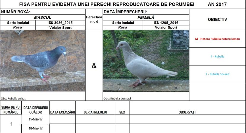 Perechea nr 4 - Perechi 2017