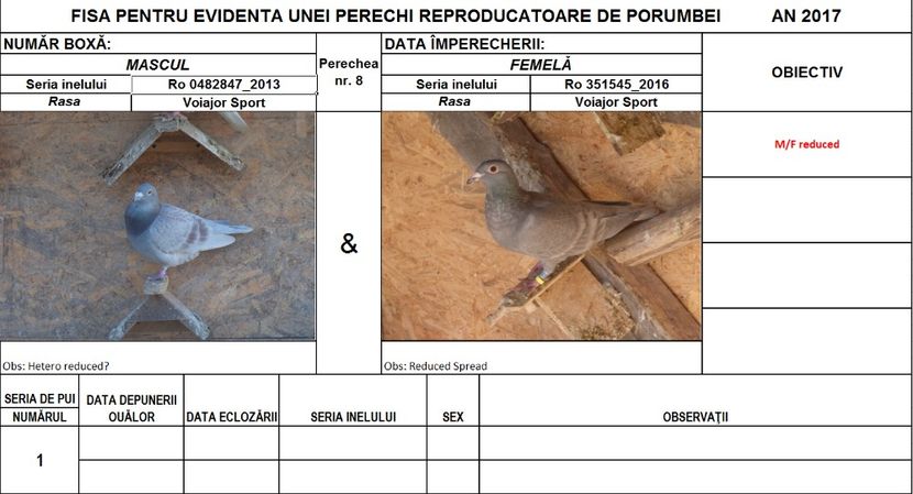 Perechea nr 8 - Perechi 2017