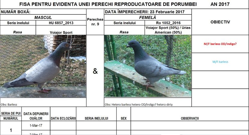 Perechea nr 9 - Perechi 2017