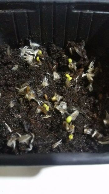 Gazania seminte germinate - AAA - SEMINTE- MARIME