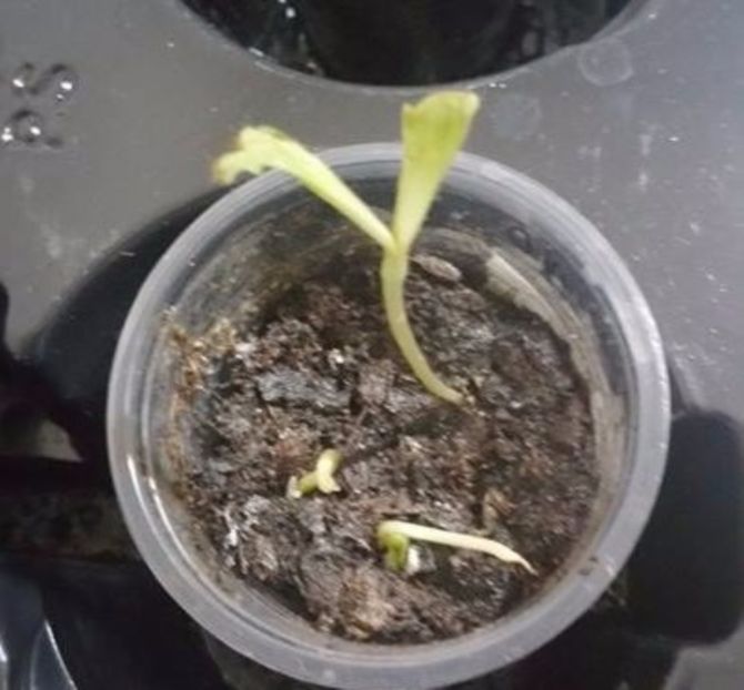 Pepino - Solanum muricatum - AAA - SEMINTE- MARIME