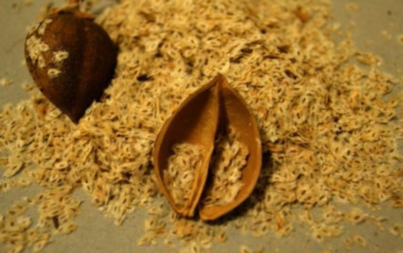 Paulownia Elongata sI Tomentosa seminte disponibile - AAA - SEMINTE- MARIME