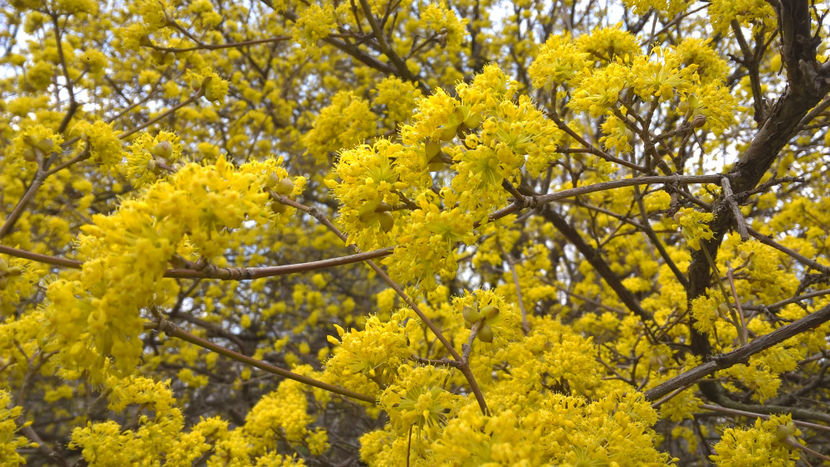 18 martie 2017 - Corn - Cornus mas