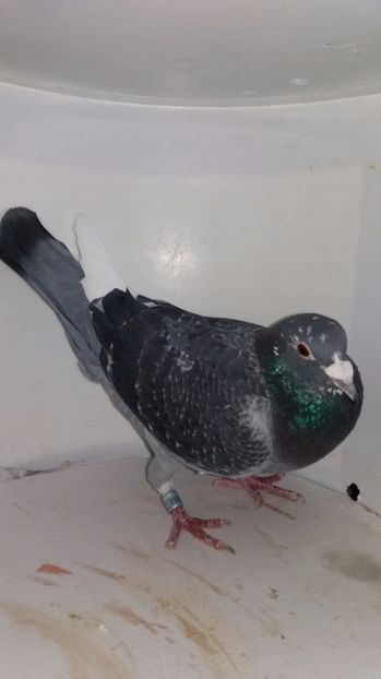 M 2016 vandut - De! voiajori vanduti